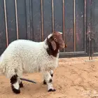 خروف نعيمي خمسه شهور يضحي