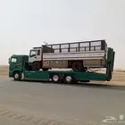 لوبد مسكس بيشه مكره
