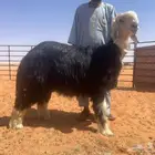 طلي نجدي (((مشروع فحل)))