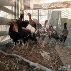 فرانيج باكستاني