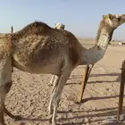 ناقه لقحه