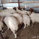غنم حيل شحم