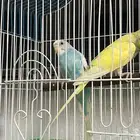 جوز بادجي - طيور الحب