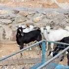 9 تيوس شحم