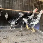 دجاج بلدي ماكنتوش( تم البيع )