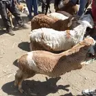 مواشي بربرية للبيع