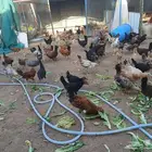 دجاج بلدي للبيع
