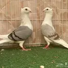 زاجل مكتف مقمبرات