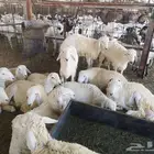 طليان حري مع التوصيل من 1290 الى 1790