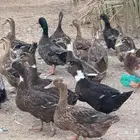 بط بلدي للبيع في المزاحمية
