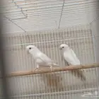 جوز روز البينو