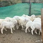 طليان حريه اضاحي جبره