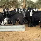 مراح جفرات عوارض للبيع ( تم البيع)