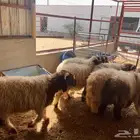 ضحايا نعيمي