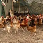 دجاج بلدي للبيع