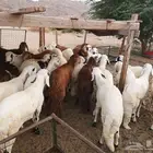 طليان سواكني تربية نظيفة مع خدمة التوصيل لباب البيت