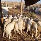 طليان حري مع خدمة التوصيل لباب البيت