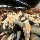 عقيقة سواكني ب 1300 شامل تصوير ذبح توزيع توصيل