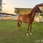 مهره من الفحل سنجار غرناطة