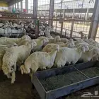 عقيقة حري مع الذبح والتقطيع والتوصيل ب 1790 ريال