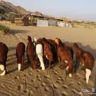 اضحيتك لباب بيتك