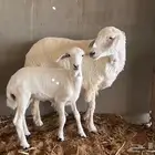 جذعه حريه رخل يتبعه رخل
