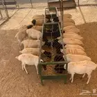 نعيمى