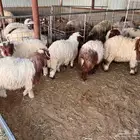 بهم نعيم ضحايا