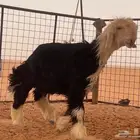 جذع نجدي مشروع فحل خصم ((تم البيع))