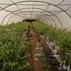 شتلات سدر صيني مطعوم