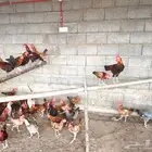 دجاج بلدي