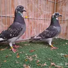 جوز سباق محجلات
