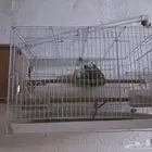 طيور للبيع