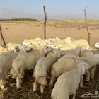 طليان أضاحي