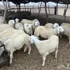 طليان أضاحي