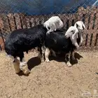 خروف طيب ضحيه شرط