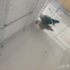 عرض عدد خمسه ازوج روز منتجين