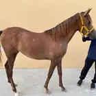 مهره شعبيه تنافس الواهو