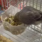 ببغاء روز