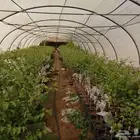 شتلات سدر صيني مطعوم