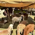 سواكني جدعان جبرا سمان اوزان عالية مرابي