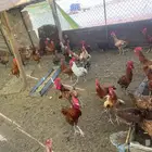 دجاج