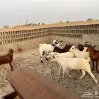 تيوس للبيع ( تم البيع )