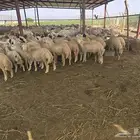 خرفان بلدي رفان