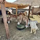 سواكني جبر سمان مرابي 4 اشهر كلها جدعان اكل شعير وبرسيم