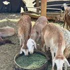 20 راس سواكن جدعان مرابي 4 اشهر جبر اكلها شعير وبرسيم