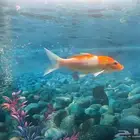 أسماك كوي للبيع