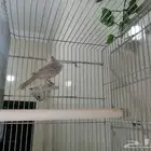 ذكر كناري