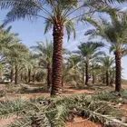 نخل عربي