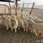 جنوب الليث ( تم البيع )